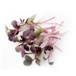Microgreens-set