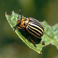 Aardappelbladmot