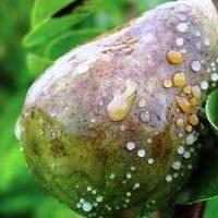 Bacteriële brandziekte bij peren