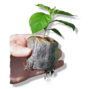 Jiffy-turftabletten