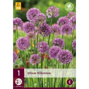 Sierknoflook ALLIUM MILLENIUM "C"