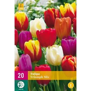 Tulpen Triumph Mix "E"