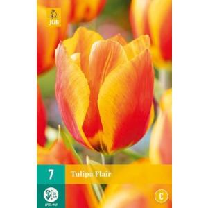 Tulip Flair "C"