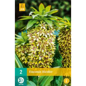 Eucomis BICOLOR "C" met kuif