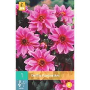 Dahlia FASCINATION "B"