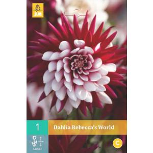 Dahlia REBECCA'S WORLD "B"