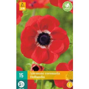 Anemone Coronaria Hollandia "C"