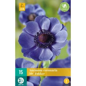 Anemone Coronaria 'Mr. Fokker "C"'