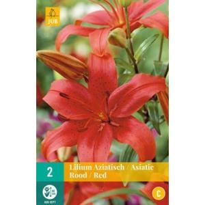Lelie Asiatic Red "C"