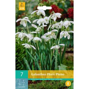 Sneeuwklokje Galanthus Flore Pleno "C"