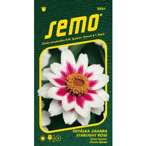Semo Zinnia Zahara Starlight Rose 15s
