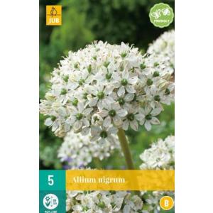 Knoflook Allium Nigrum "B"