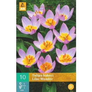 Tulip Bakeri Lilac Wonder "B"