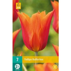 Tulip "Ballerina C"