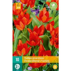 Tulp Praestans Zwanenburg, variëteit "B"