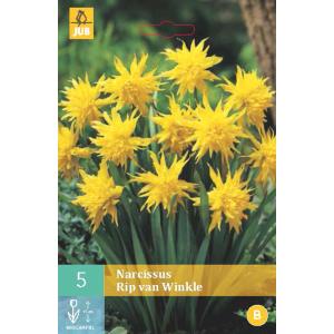 Narcis Rip van Winkle "B"