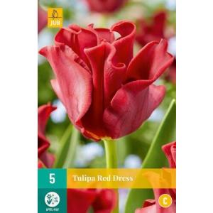 Tulip "Red Dress" "C"