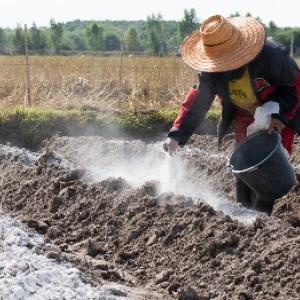 Tips voor het bekalken van de bodem voor verschillende gewassen