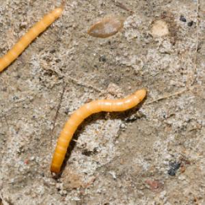 Hoe kom je van draadwormen in aardappelen, wortelen en andere gewassen af?