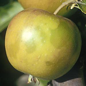 De glans van appels