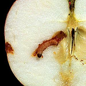 Appelverpakker