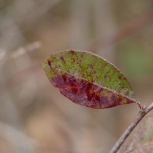 Bladvlekkenziekte bij kersenbomen