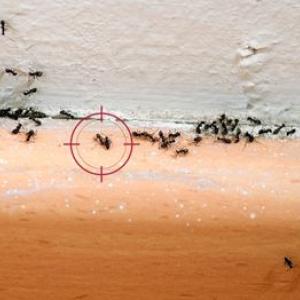 Mieren in het appartement en in het huis: hoe kun je ze op een betrouwbare manier bestrijden?