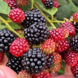 Hoe kweek je bosbessen zodat ze groot en zoet worden? Advies van een ervaren tuinier