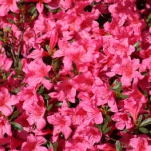 Azalea’s voor buiten en binnen: planten, snoeien en overwinteren zonder fouten