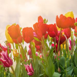 Wanneer worden tulpen geplant en hoe kun je ze op de juiste manier kweken?