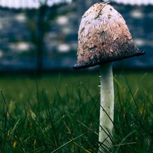 Paddestoelen in het gazon