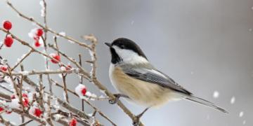 Hoe kun je natuurlijke vijanden van ongedierte naar de tuin lokken?