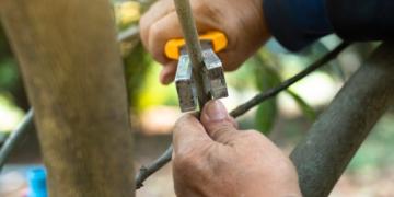 Het enten van fruitbomen: hoe je onder de schors ent en hoe je een ent aanbrengt
