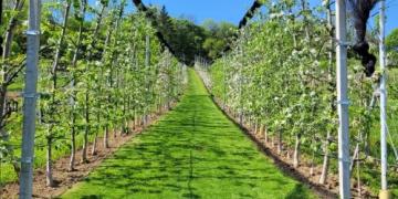 Hoe kweek je perfecte appels? Peter Molda onthult tips uit de boomgaard
