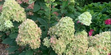 Hoe kweek je pluimhortensia’s? Zo bloeien ze de hele zomer lang!