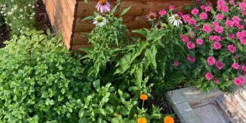 Heb je kruiden in je tuin staan? Ontdek ze voordat de bladluizen er zijn