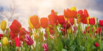 Wanneer worden tulpen geplant en hoe kun je ze op de juiste manier kweken?