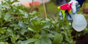 Bespuiting vóór het voorjaar en andere belangrijke bespuitingen in het voorjaar: hoe pak je dat aan?