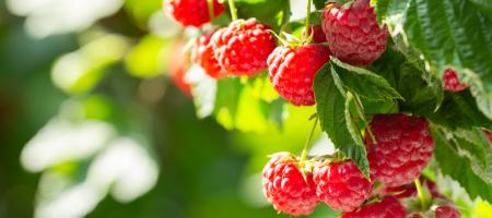 Frambozen kweken: Geniet van een heerlijke zomerse traktatie