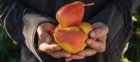 Een gedetailleerde handleiding waarmee het snoeien van de perenboom een fluitje van een cent wordt
