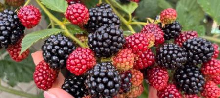 Hoe kweek je bosbessen zodat ze groot en zoet worden? Advies van een ervaren tuinier