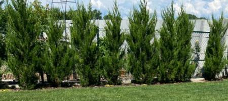 Handleiding: Hoe een haag aan te planten en te verzorgen, en wanneer deze te snoeien