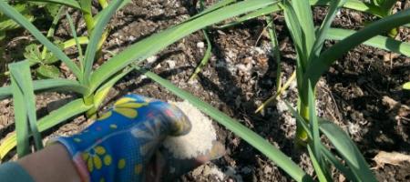 Bemesting en voeding van knoflook: wat heeft knoflook nodig voor een rijke oogst?