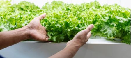 Hydrocultuur: een praktische handleiding en praktijkvoorbeelden