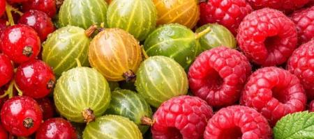 Het snoeien van fruitstruiken in de vroege lente: hoe je aalbessen, kruisbessen en frambozen snoeit