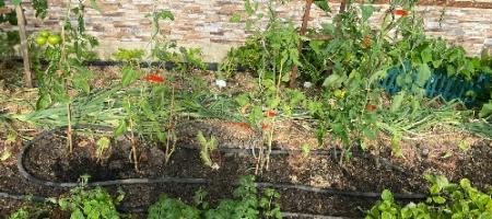 Wat kun je planten op de vrijgekomen plek in de tuin nadat de eerste oogst is binnengehaald?