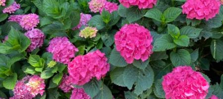 Wanneer moet je rozen of siergrassen snoeien? We geven ook advies over lavendel